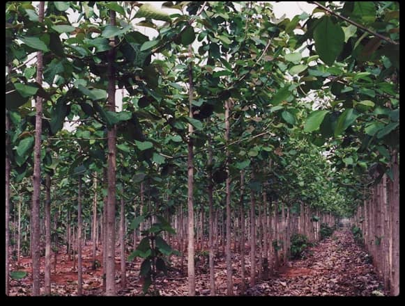 Teak plantation in South America — sustainable forestry