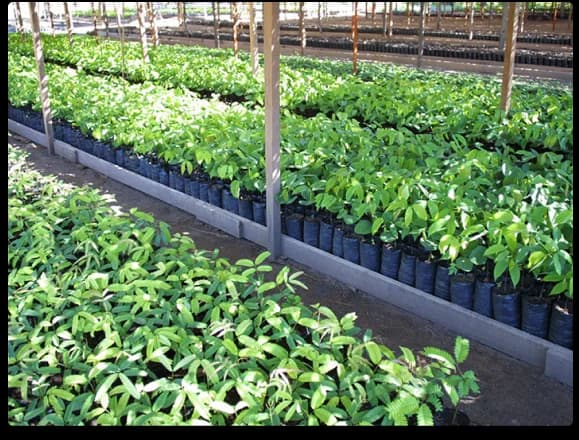 Saplings ready for replanting after a selective harvest