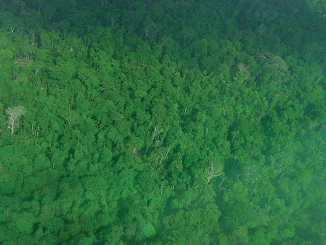 Aerial view of a managed tropical forest in Southeast Asia Aerial view of a managed tropical forest in Southeast Asia