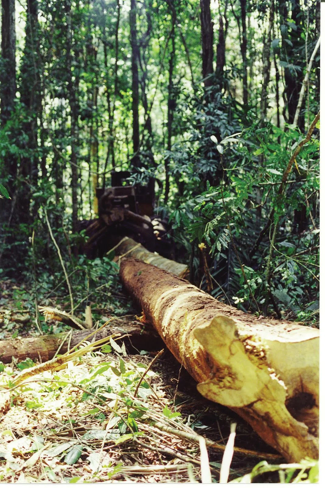 Harvested log beside a skid track in a tropical forest Harvested log beside a skid track in a tropical forest
