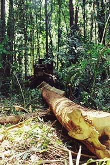 logging skidder with log in forest