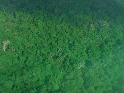 fly over tropical forest