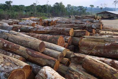 tropical log yard